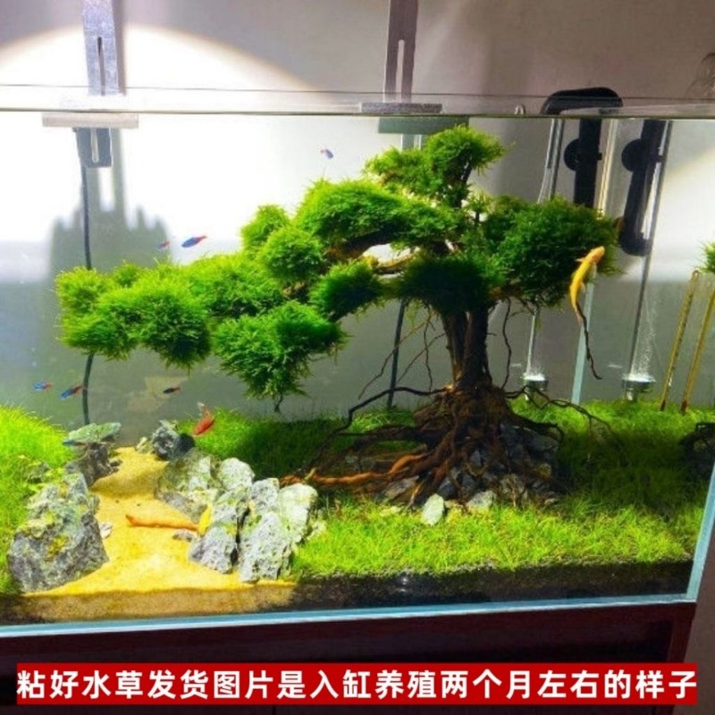 Maceta de Madera Ecológica Pro - Resin Art And Wood reseña y precio